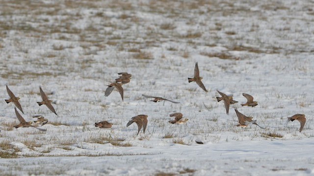 Horned Lark - ML627969134