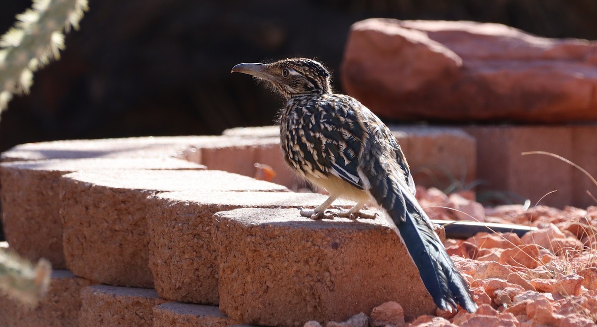 Greater Roadrunner - ML627969206