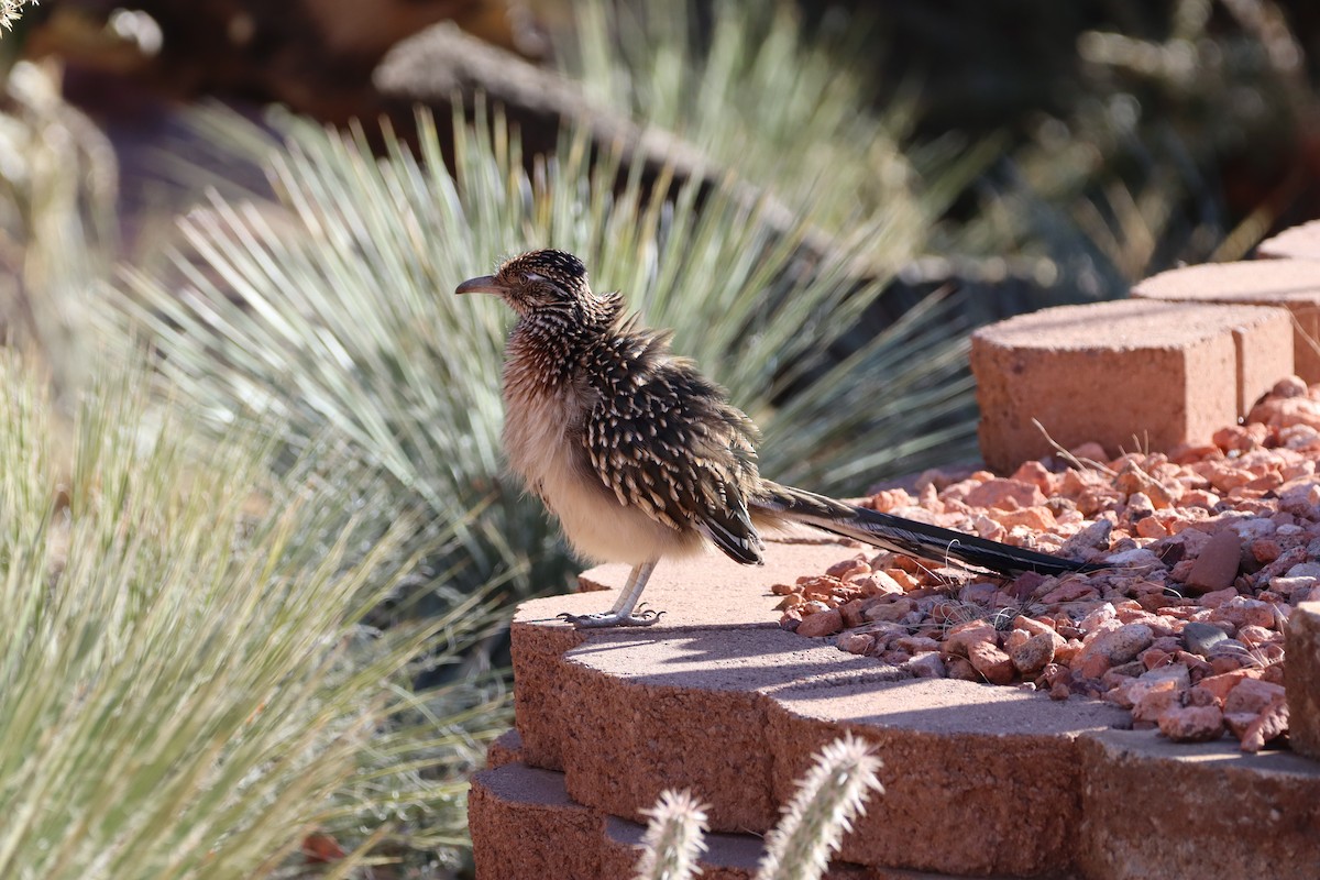 Greater Roadrunner - ML627969219