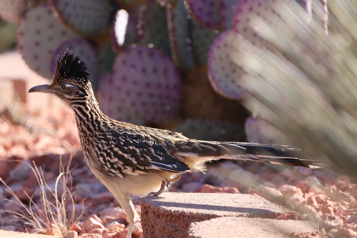 Greater Roadrunner - ML627969240