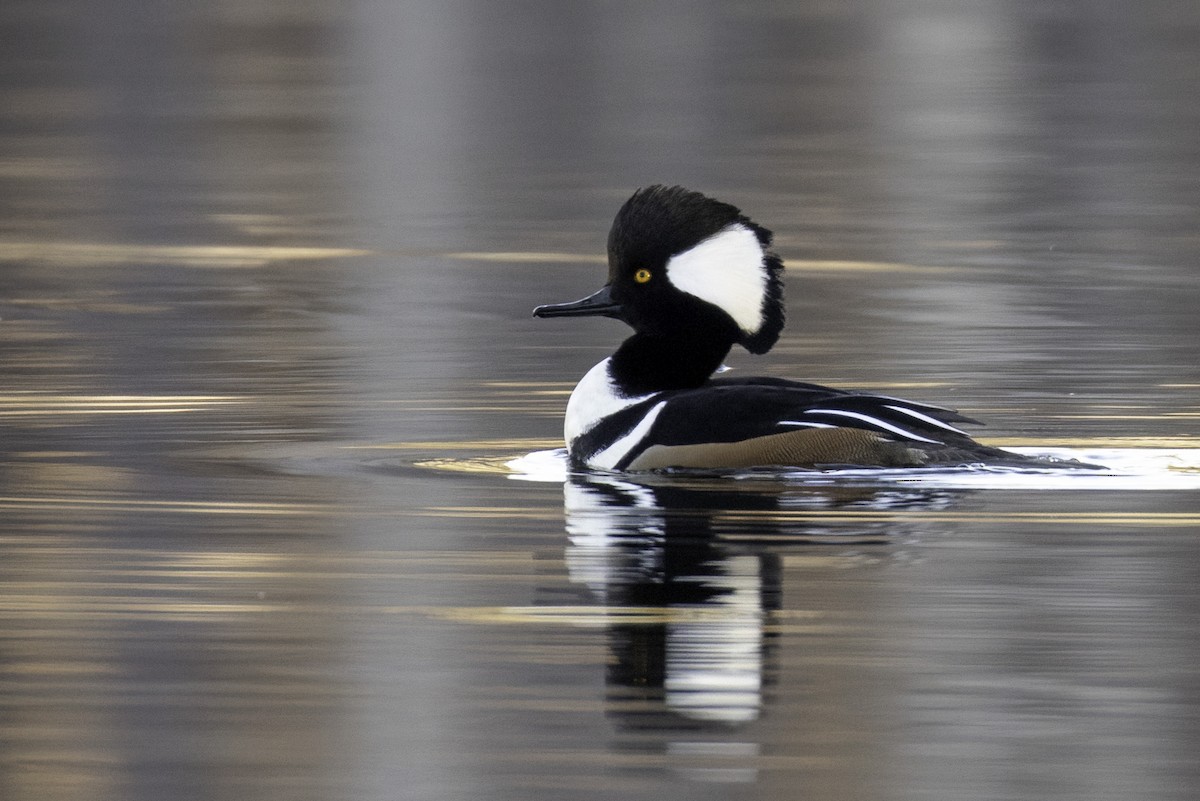 Hooded Merganser - ML627969320