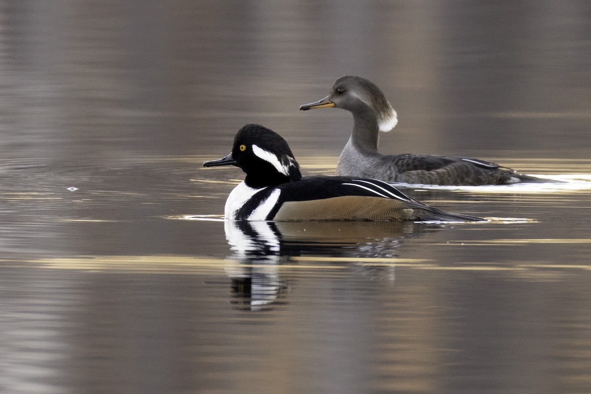 Hooded Merganser - ML627969321