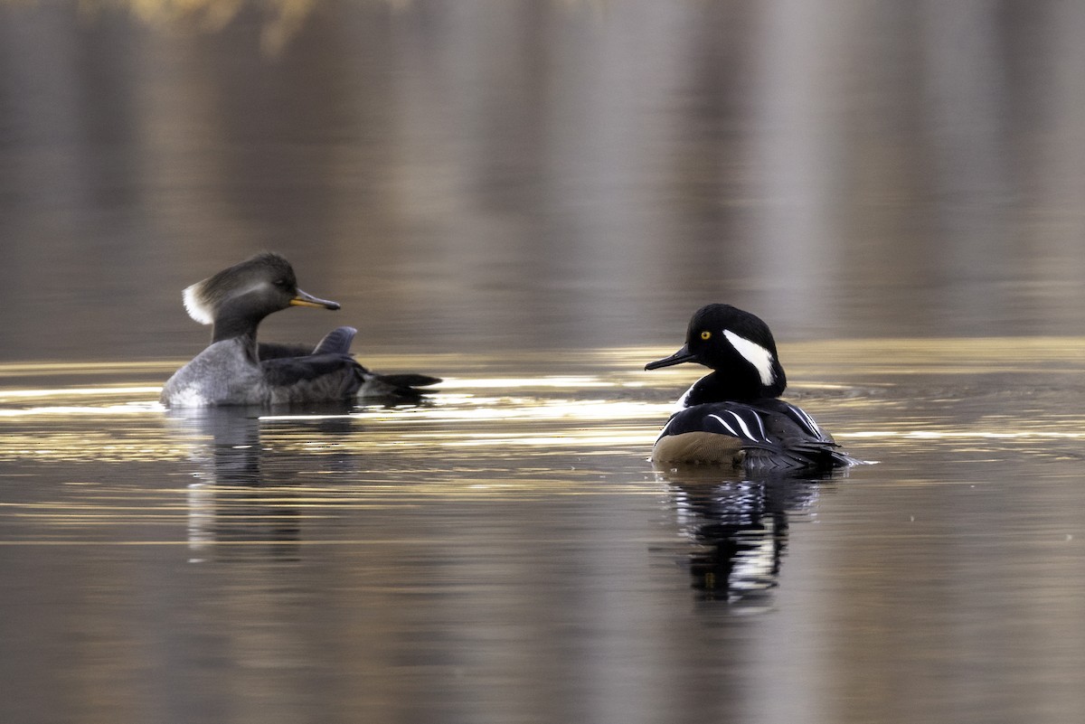 Hooded Merganser - ML627969322