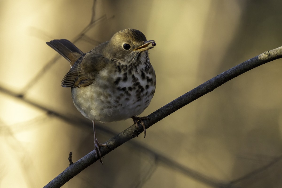 Hermit Thrush - ML627969330