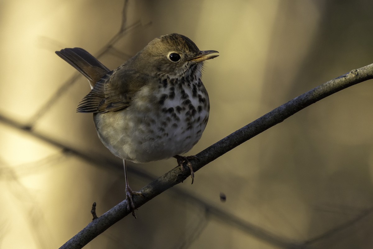 Hermit Thrush - ML627969331