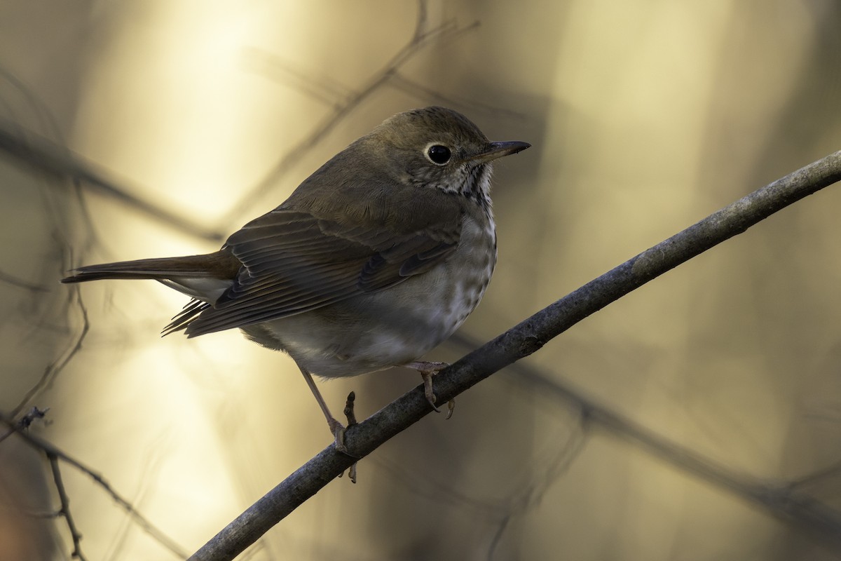 Hermit Thrush - ML627969333