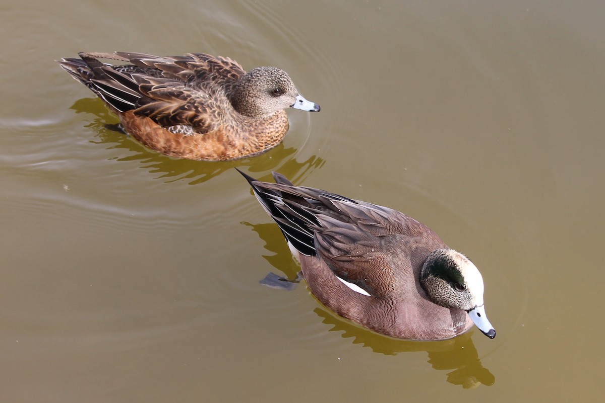 American Wigeon - ML627969347