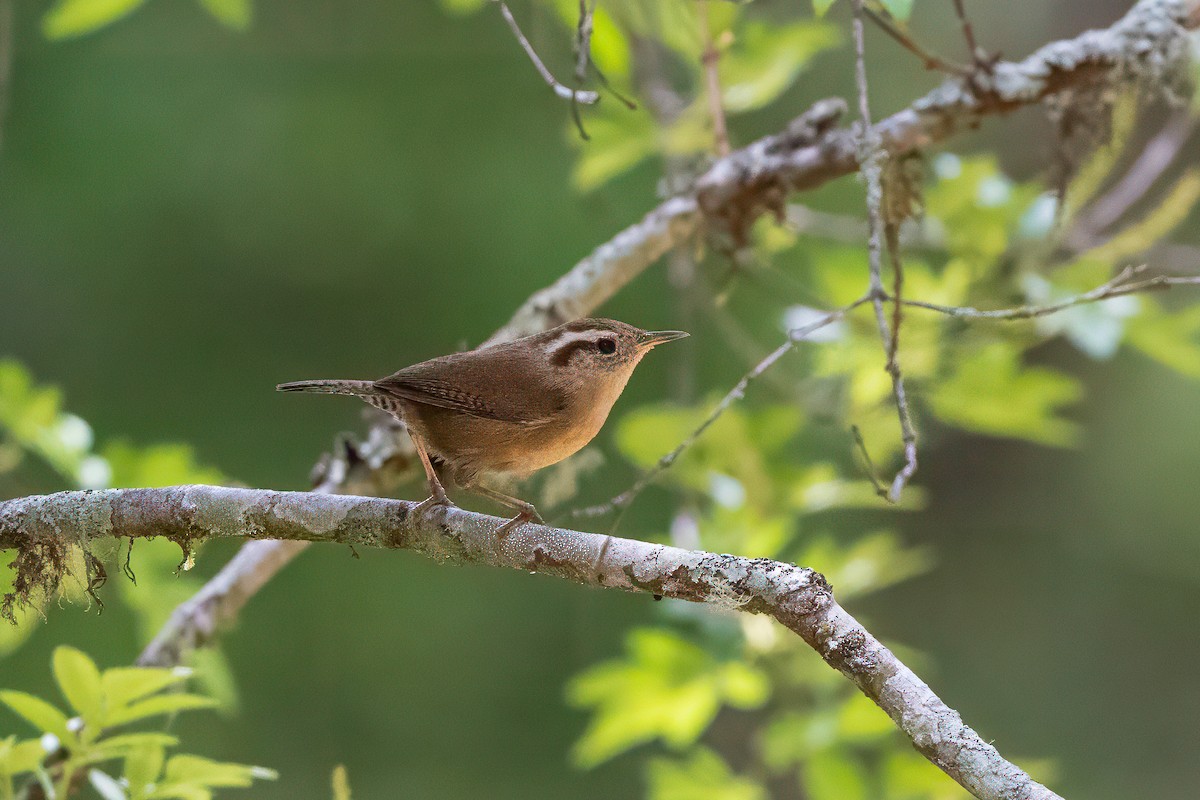 Mountain Wren - ML627969391
