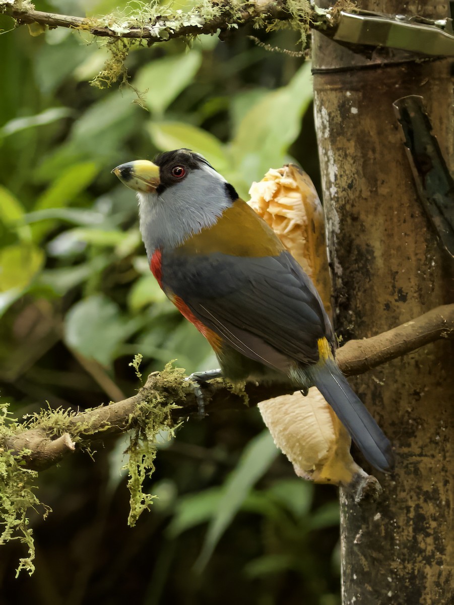 Toucan Barbet - ML627969413