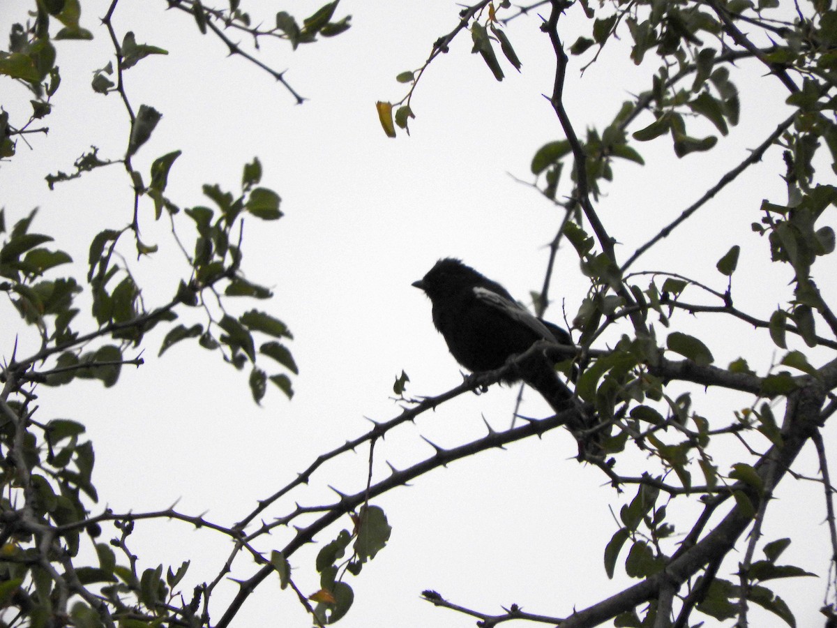 Southern Black-Tit - ML627969489