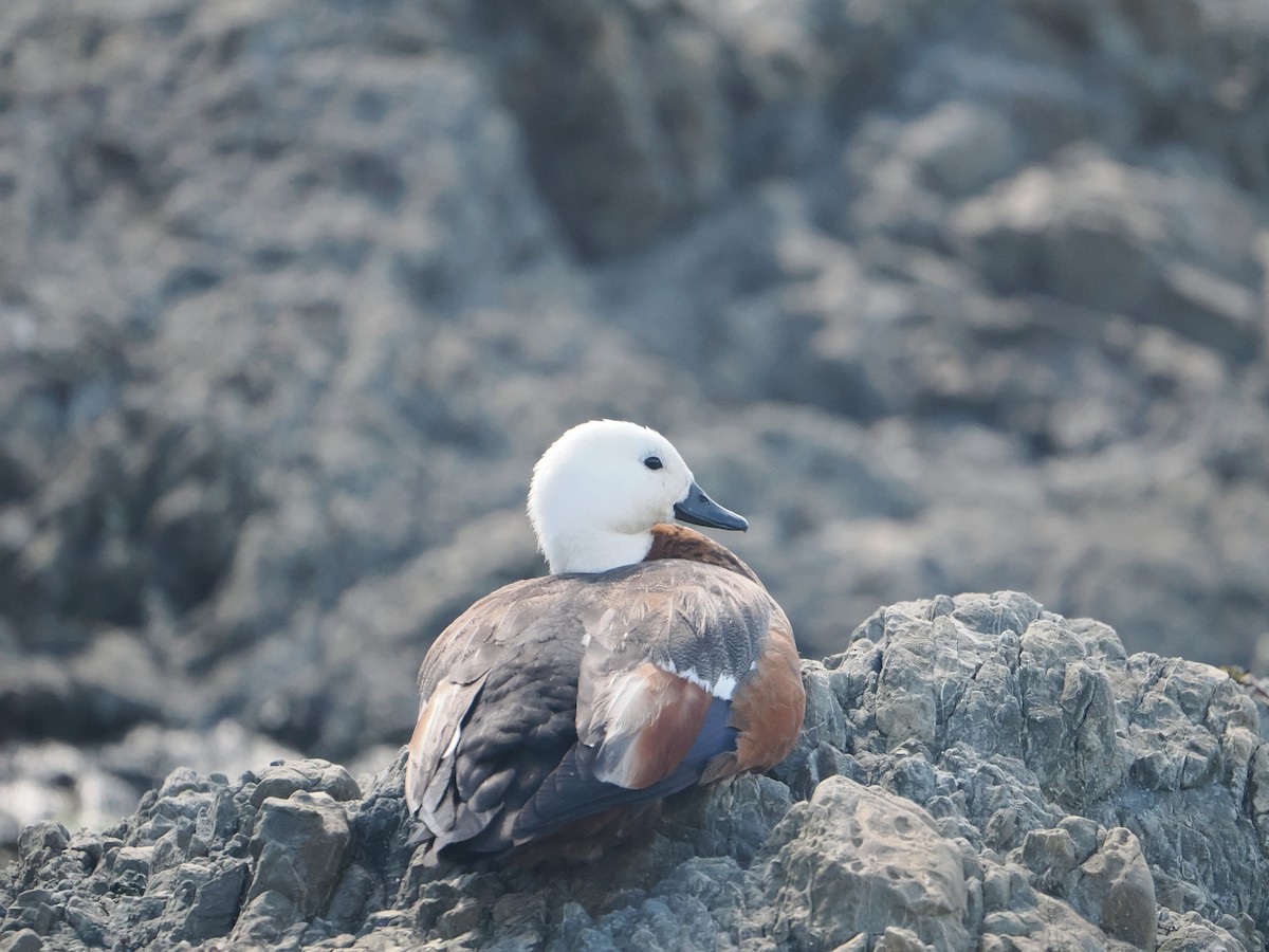 Paradise Shelduck - ML627969599