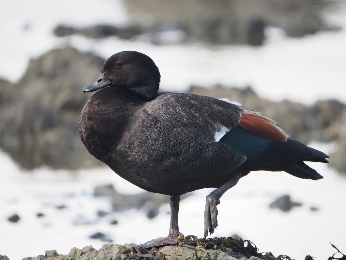 Paradise Shelduck - ML627969601