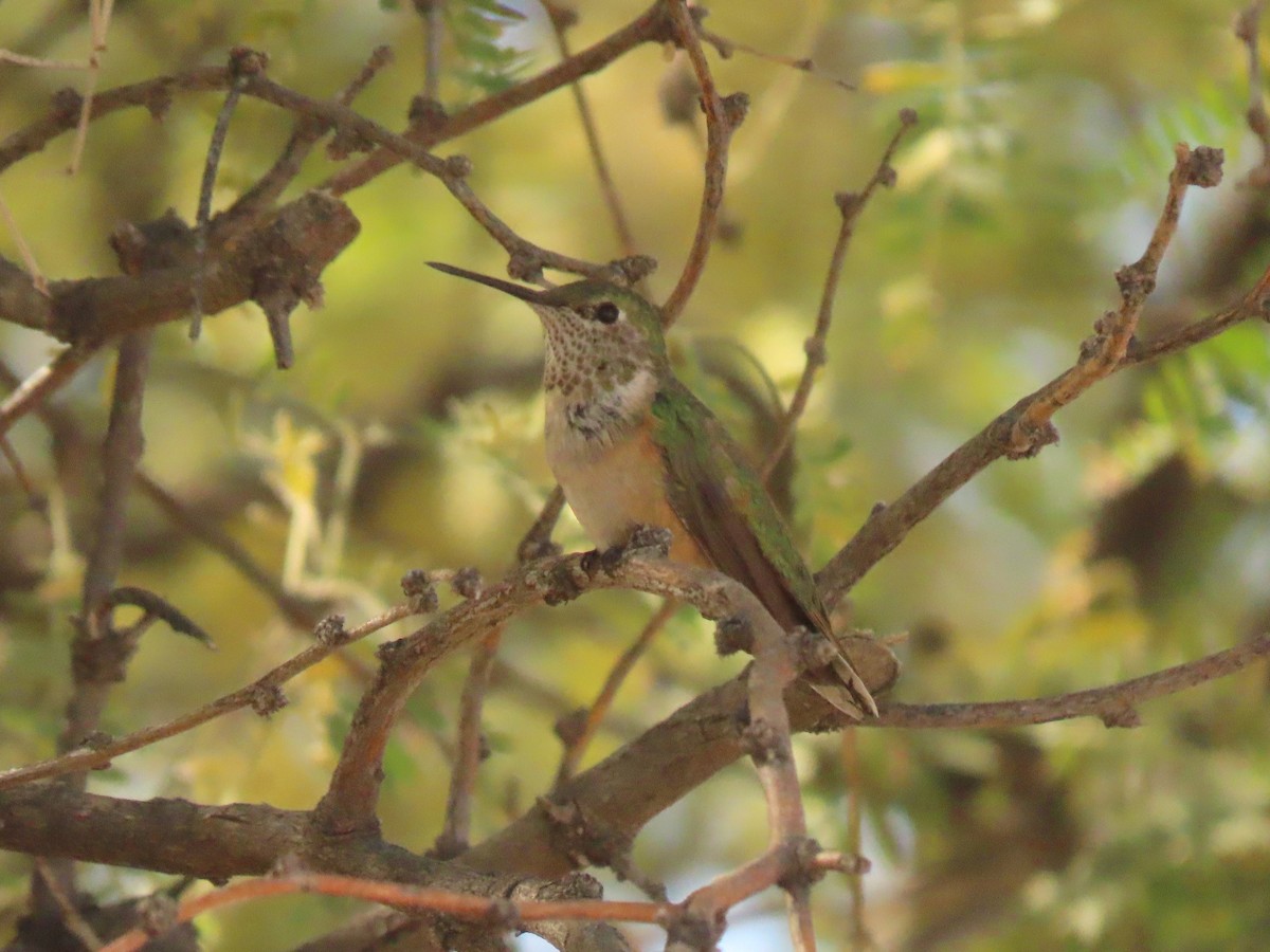 Broad-tailed Hummingbird - ML627969665