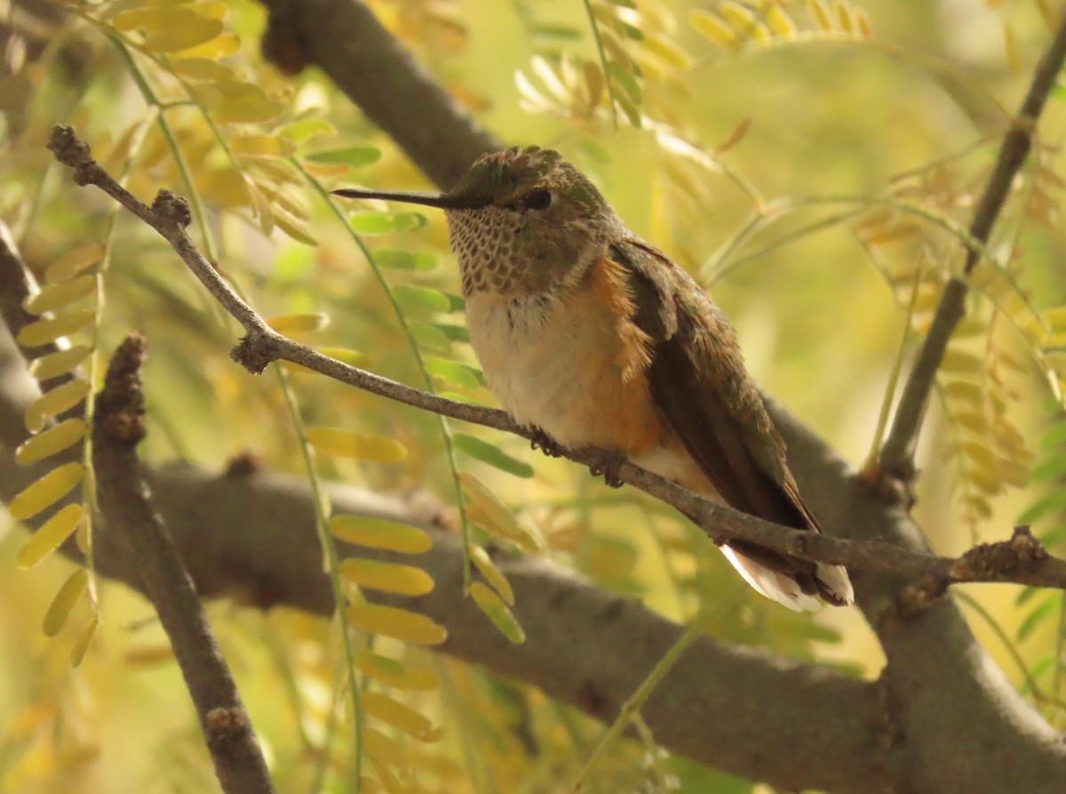 Broad-tailed Hummingbird - ML627969669