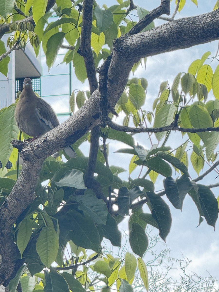 White-winged Dove - ML627969781