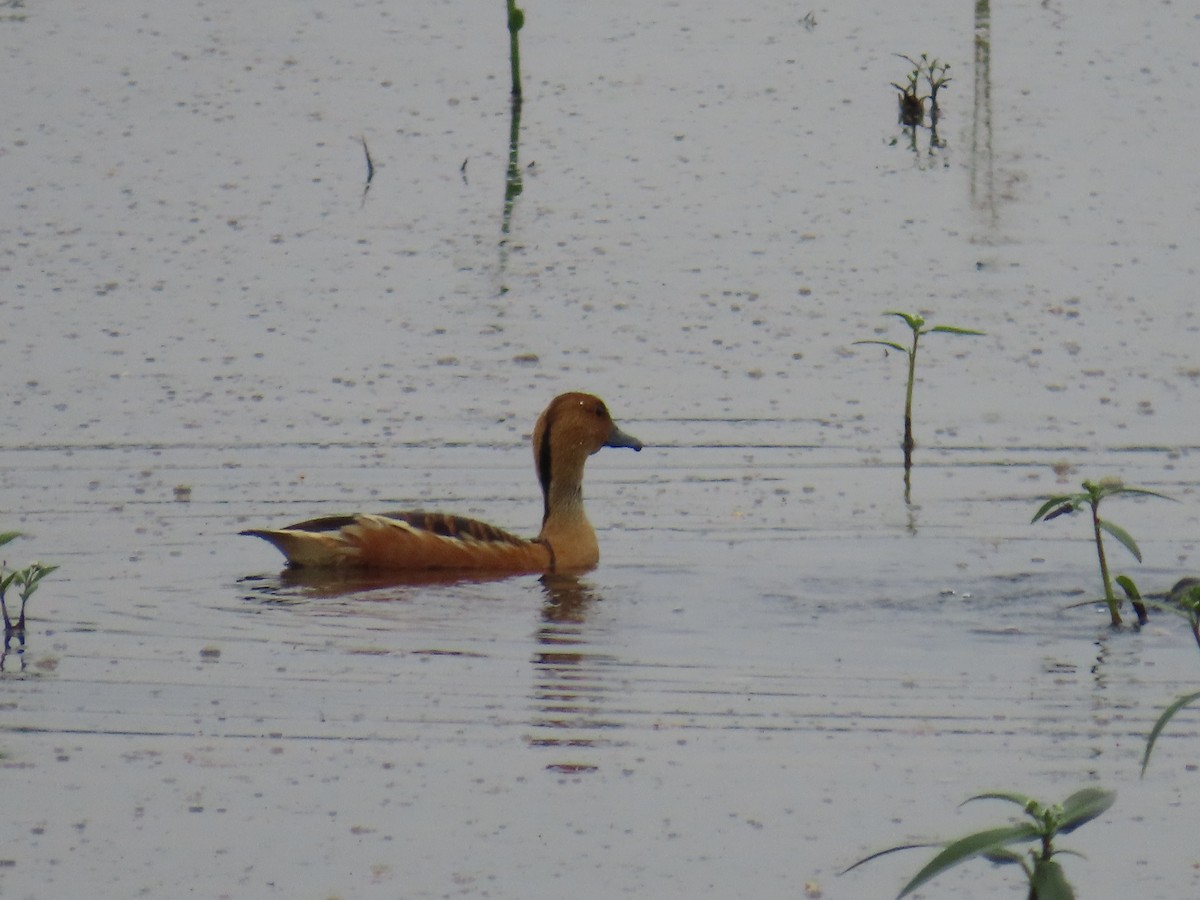 Fulvous Whistling-Duck - ML627969855