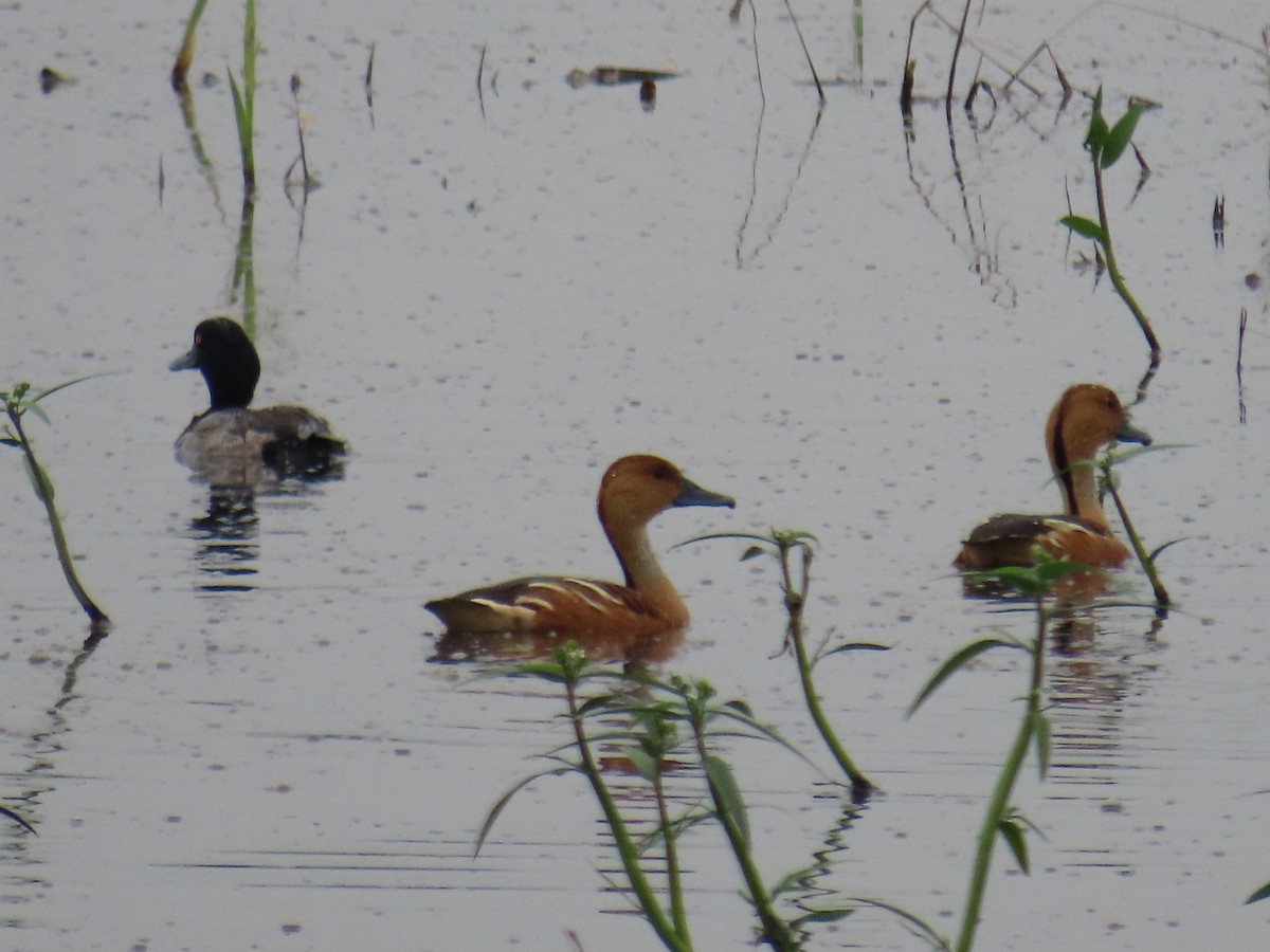 Fulvous Whistling-Duck - ML627969856