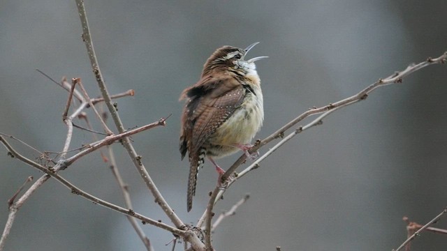 Carolina Wren - ML627969863