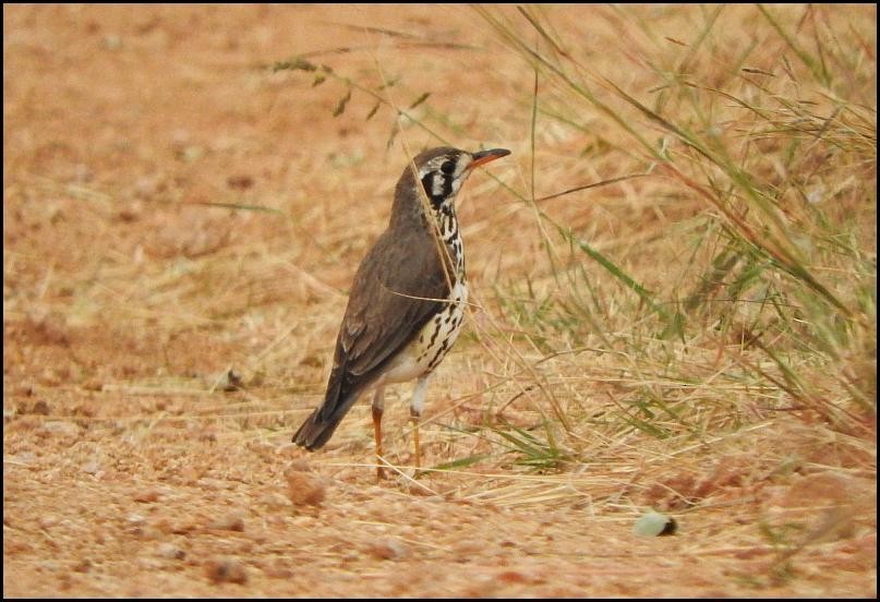 Groundscraper Thrush - ML627969875