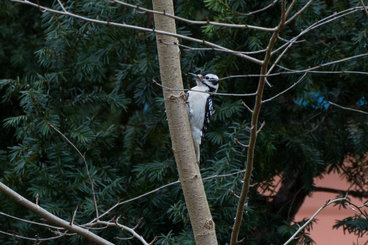 Hairy Woodpecker (Eastern) - ML627969907