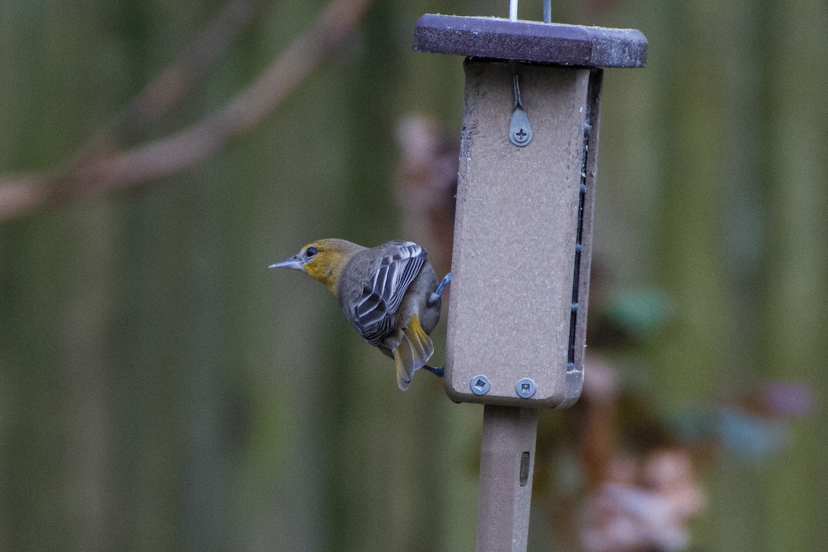 Bullock's Oriole - ML627969924