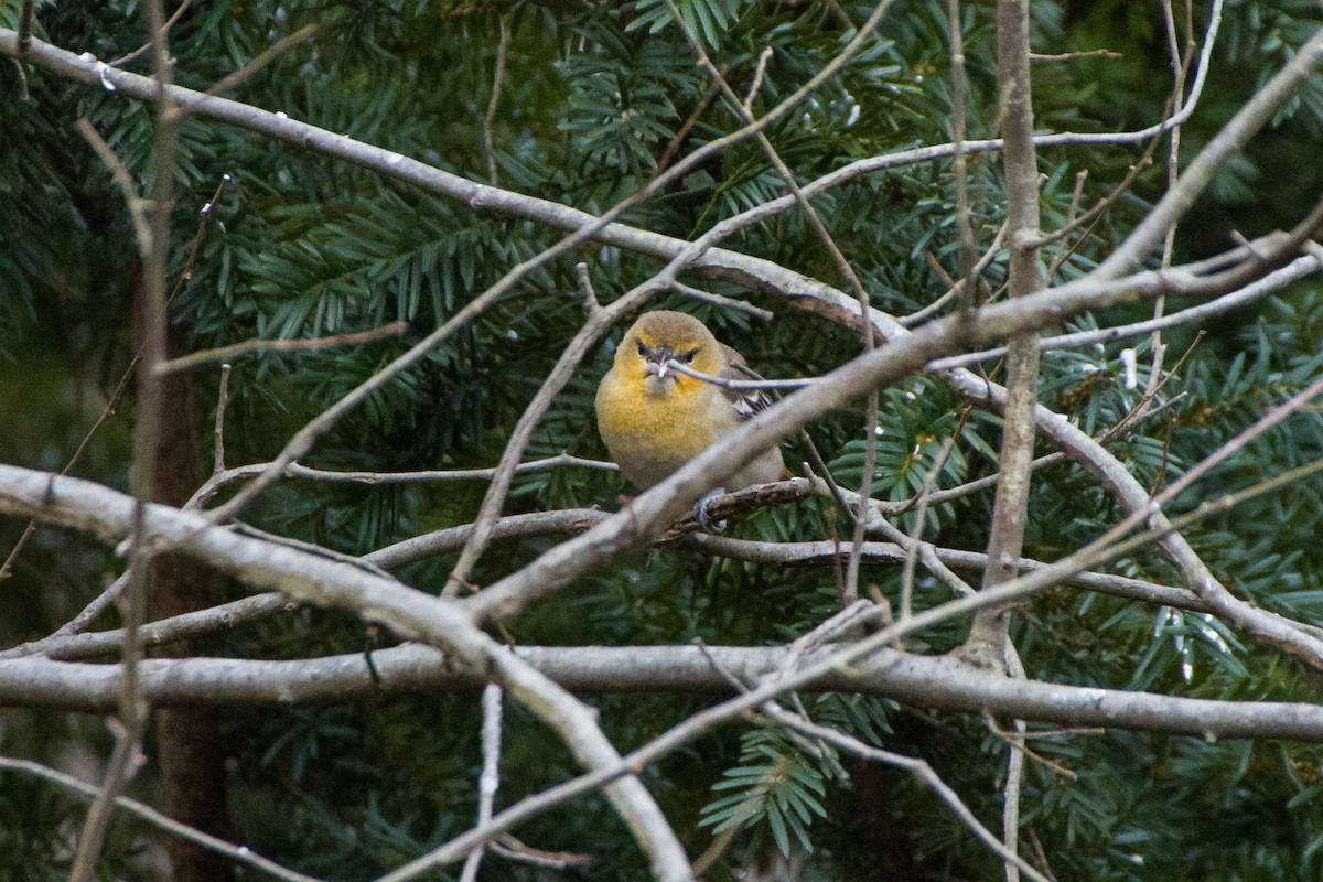 Bullock's Oriole - ML627969926