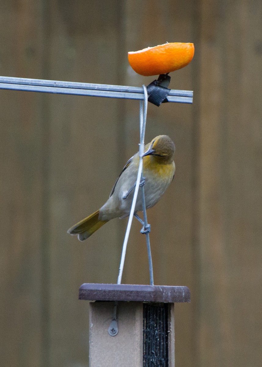 Bullock's Oriole - ML627969928