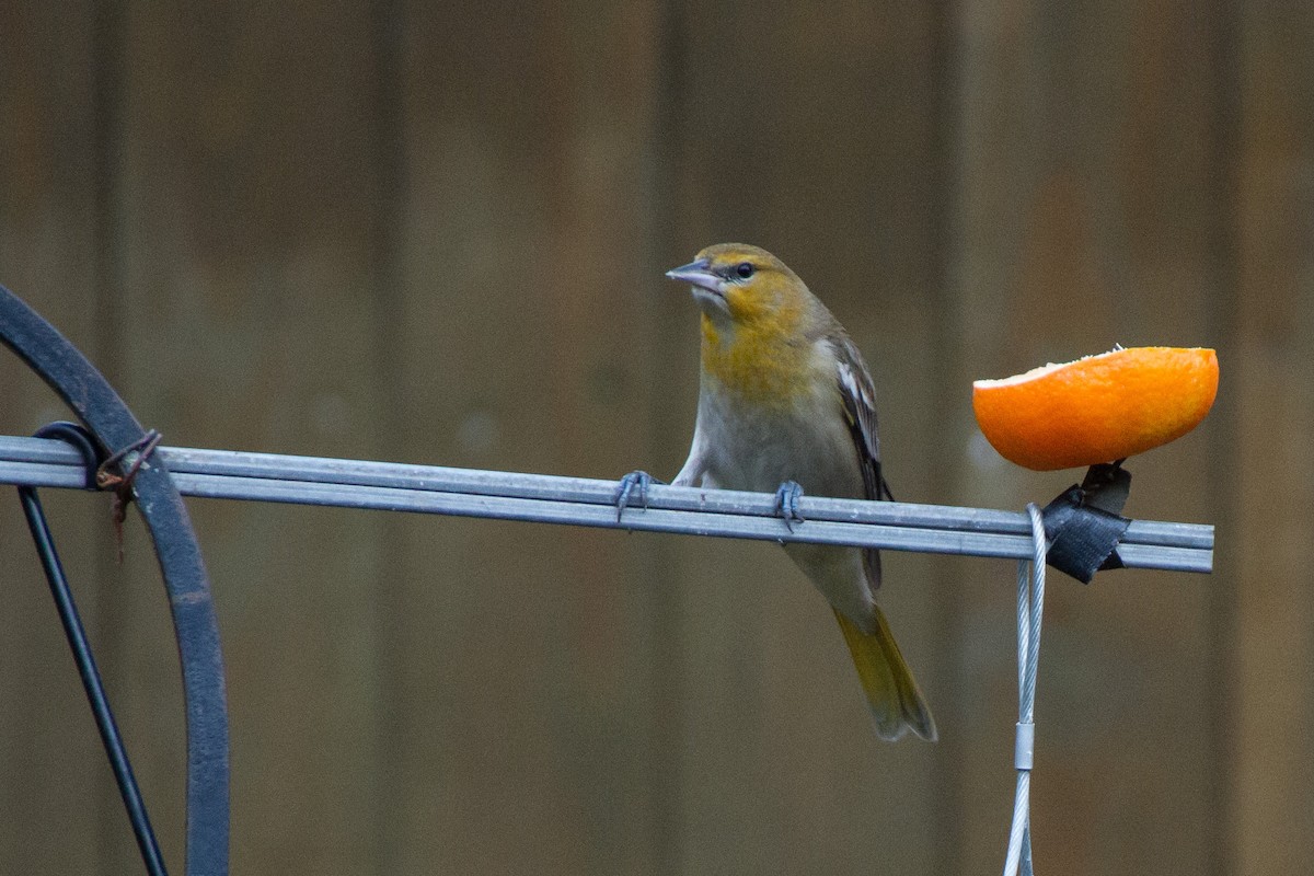 Bullock's Oriole - ML627969929