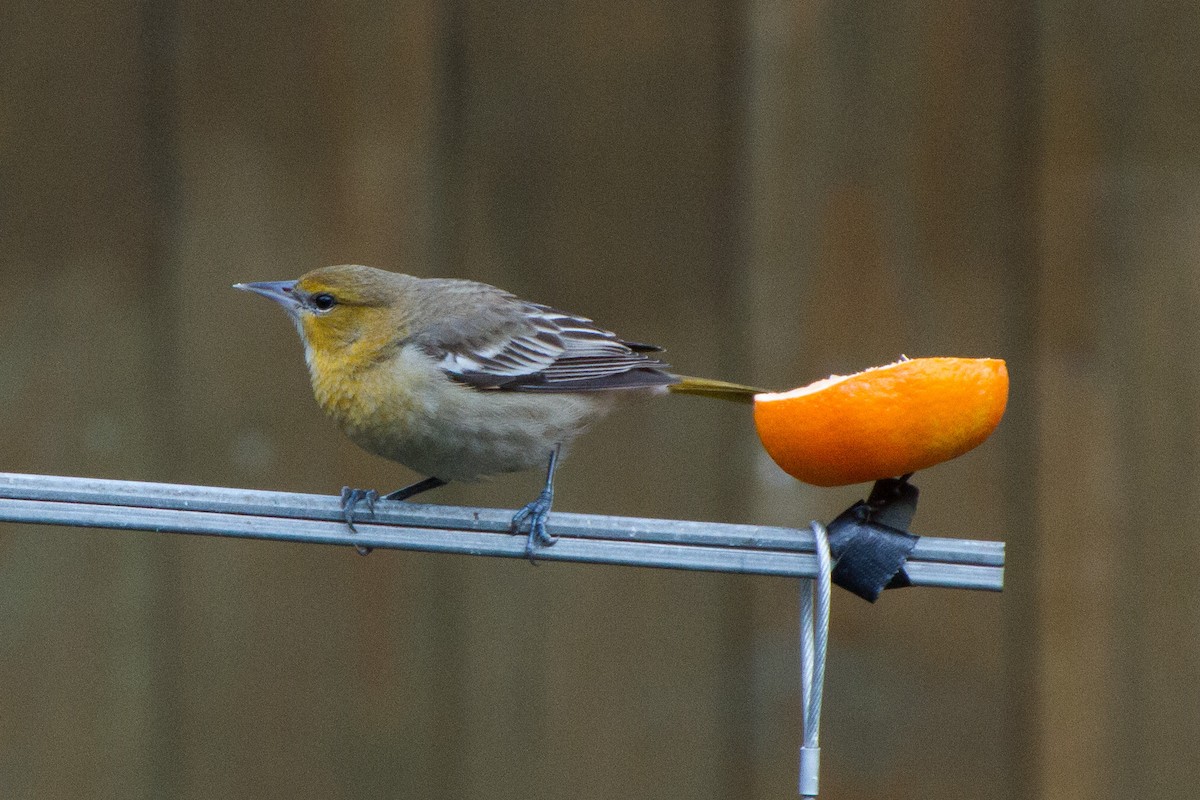 Bullock's Oriole - ML627969930