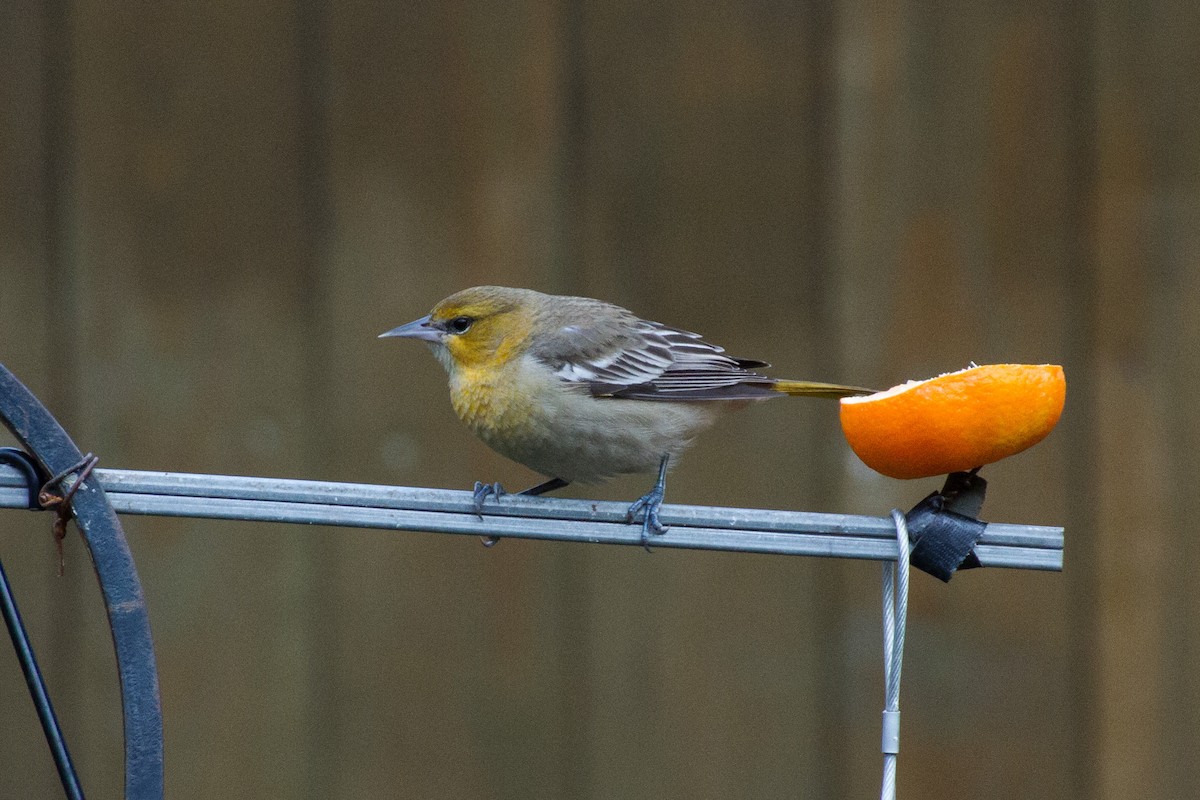 Bullock's Oriole - ML627969931