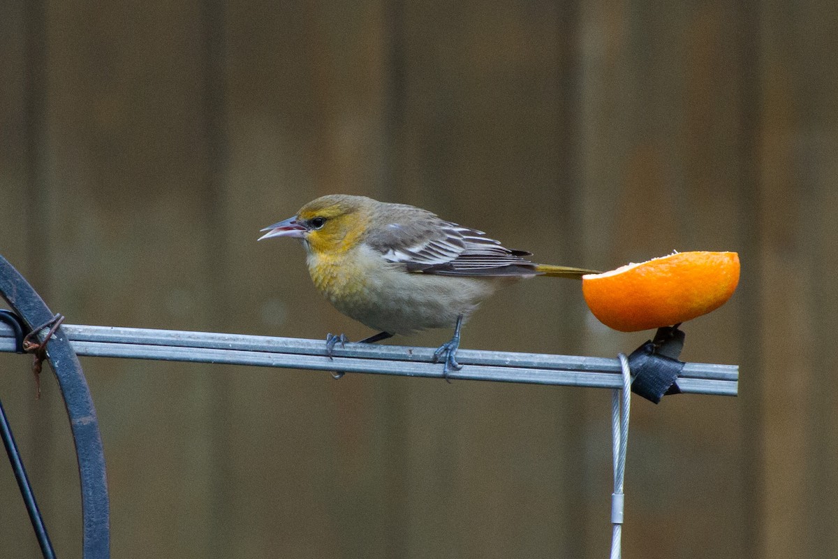 Bullock's Oriole - ML627969932