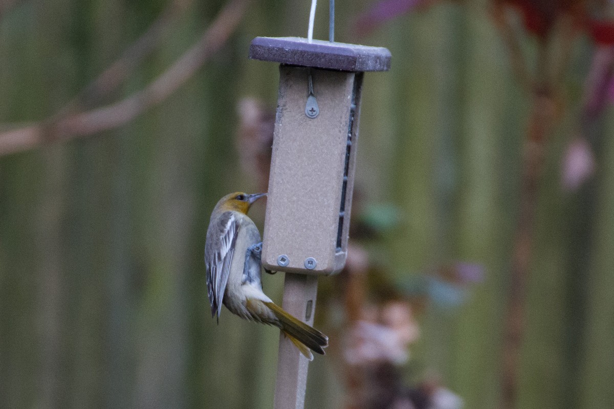 Bullock's Oriole - ML627969933