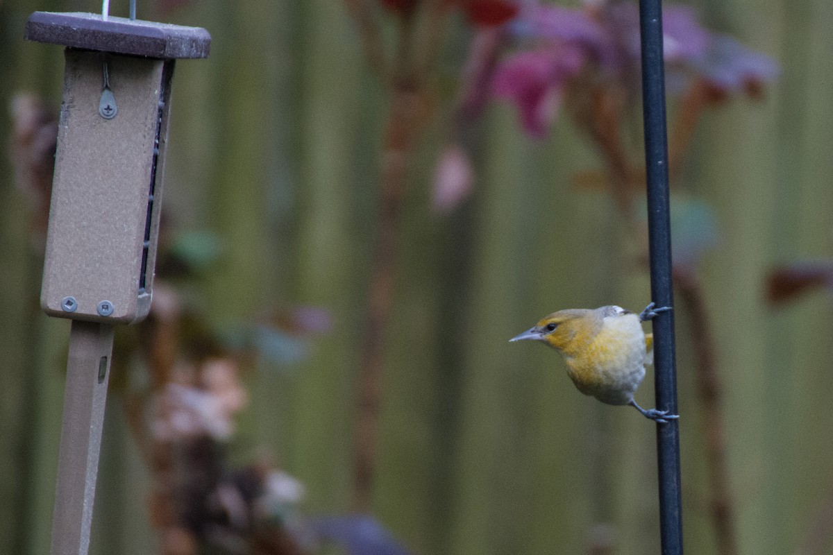 Bullock's Oriole - ML627969935