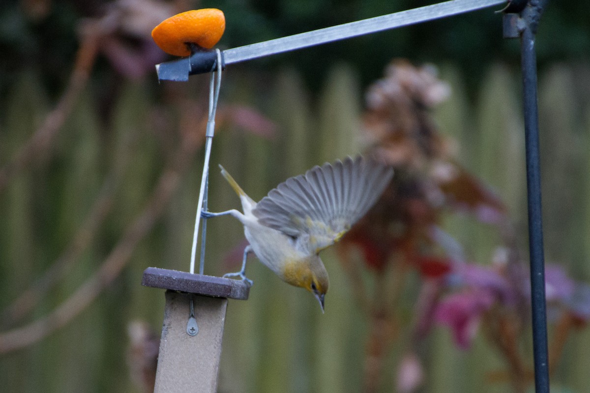 Bullock's Oriole - ML627969936