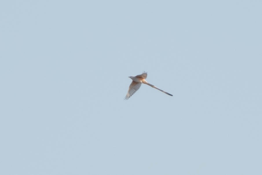 Scissor-tailed Flycatcher - ML627969973