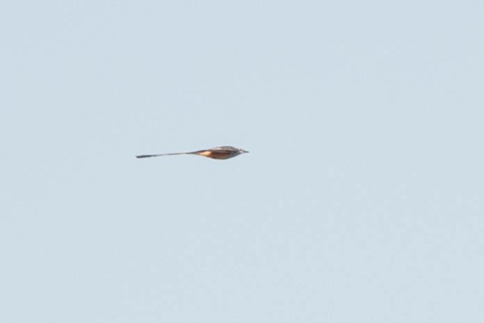 Scissor-tailed Flycatcher - ML627969974