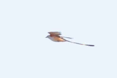 Scissor-tailed Flycatcher - ML627969975