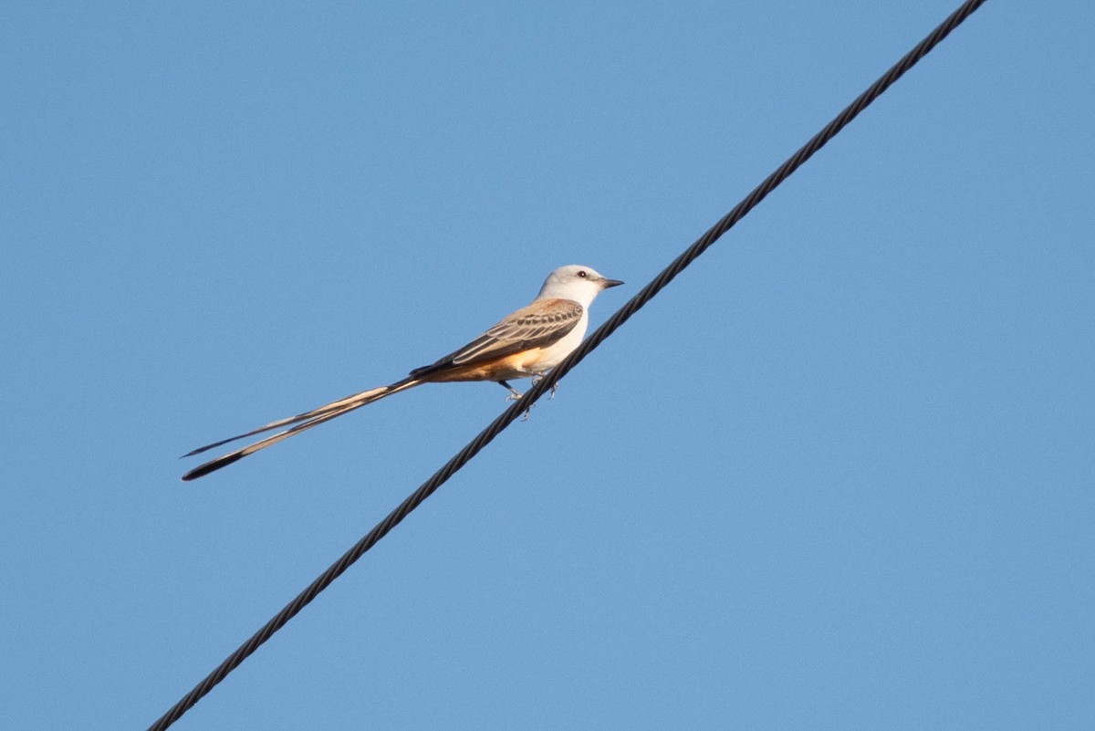 Scissor-tailed Flycatcher - ML627969989