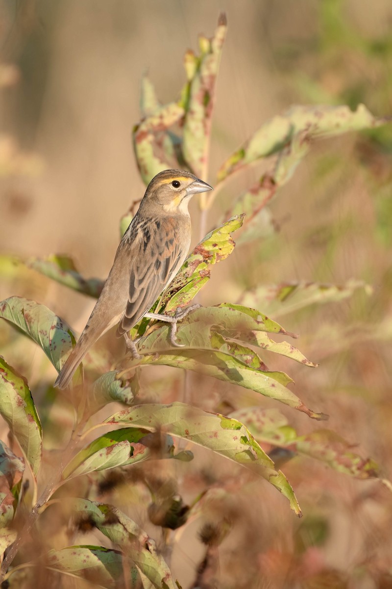 Dickcissel - ML627969993