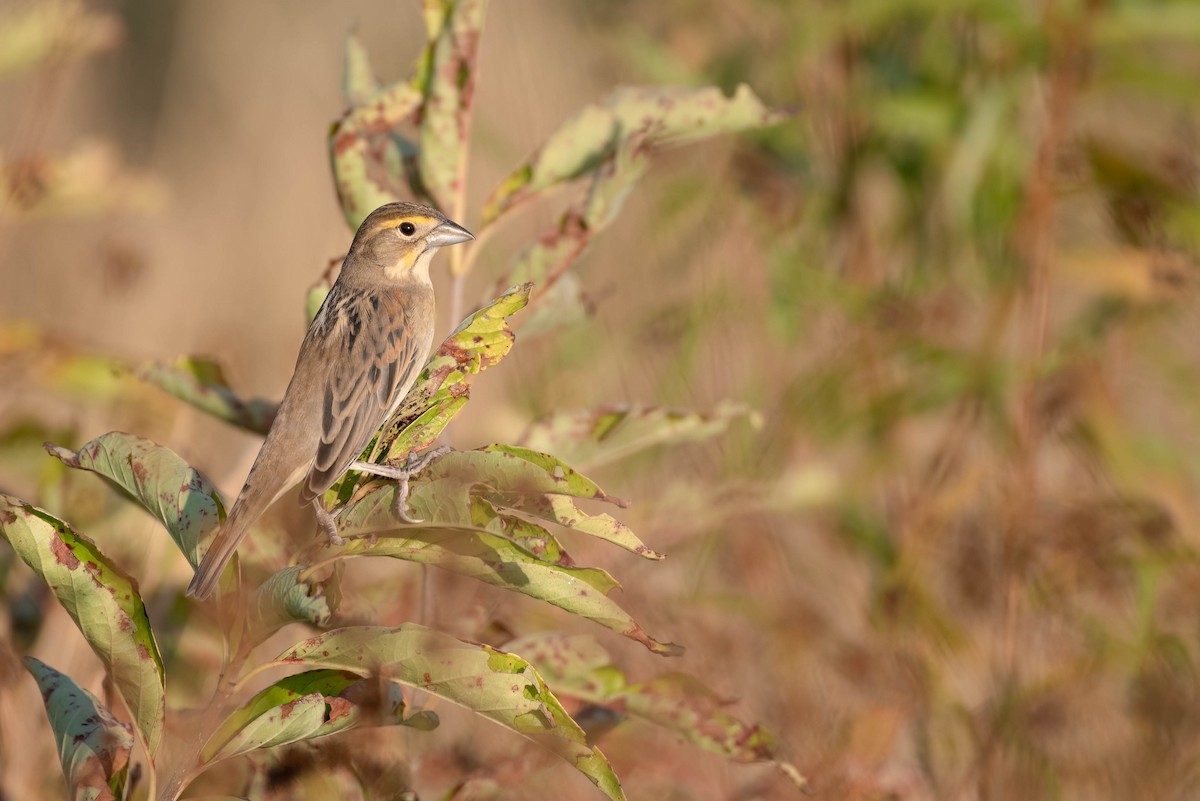 Dickcissel - ML627969994