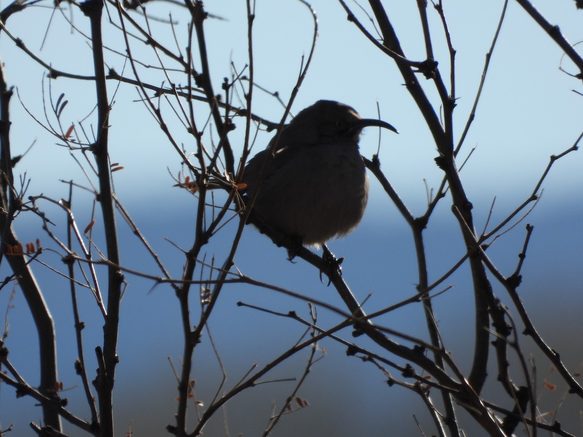 Crissal Thrasher - ML627970052