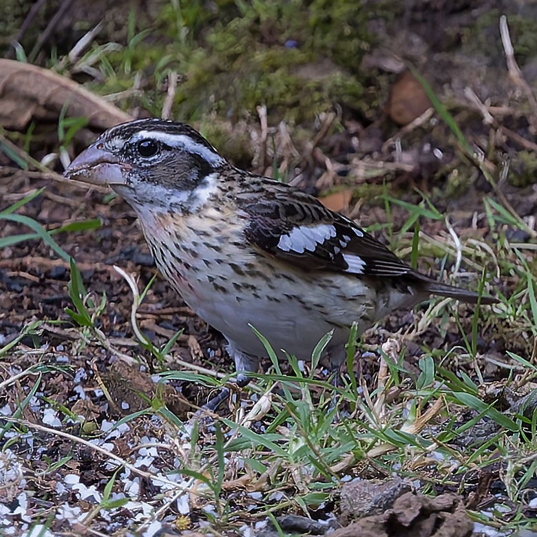 Rose-breasted Grosbeak - ML627970120