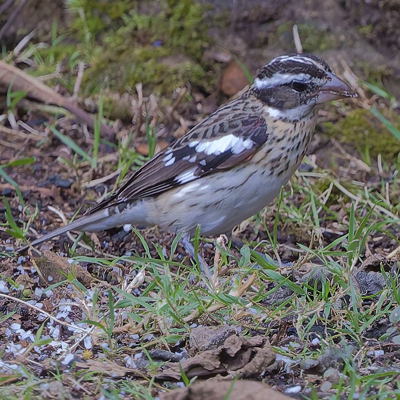 Rose-breasted Grosbeak - ML627970121