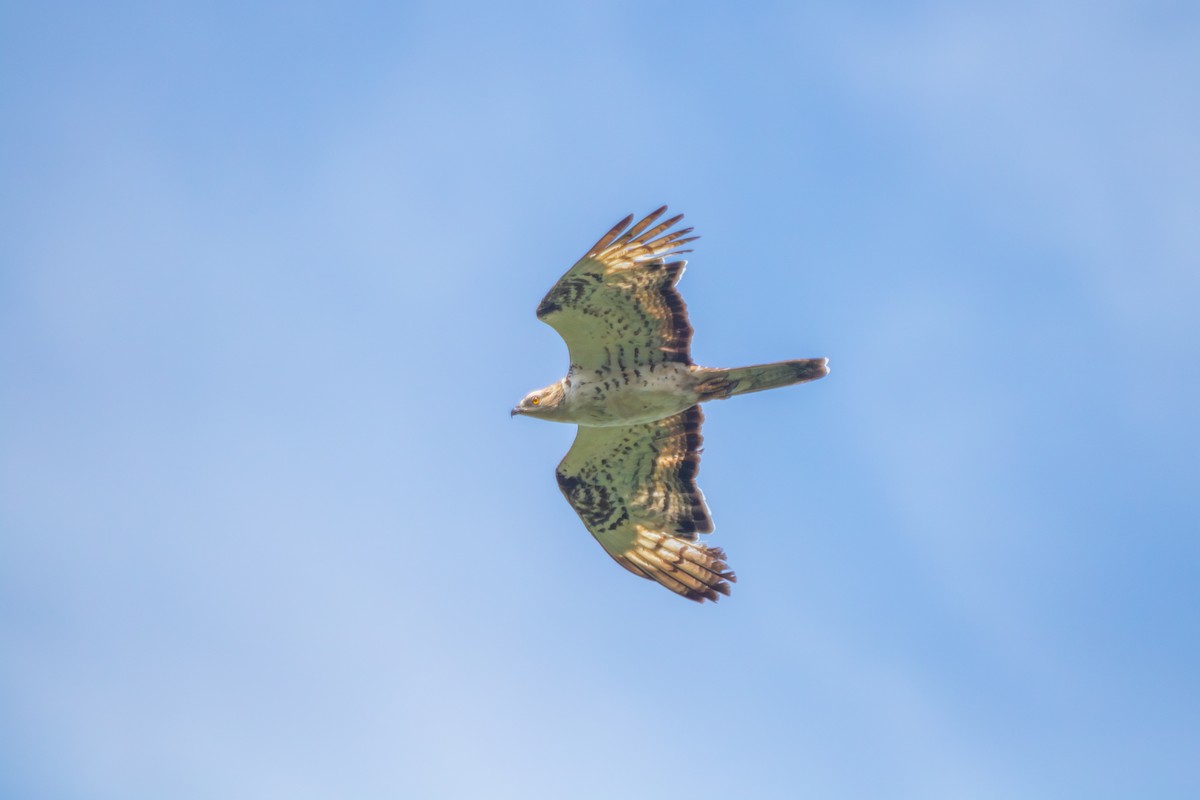 European Honey-buzzard - ML627970156