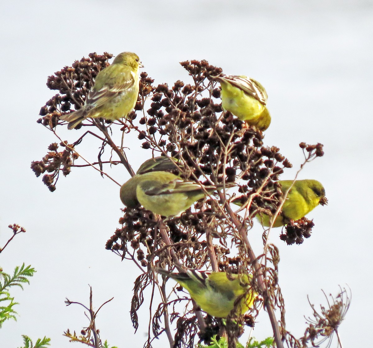 American Goldfinch - ML627970174