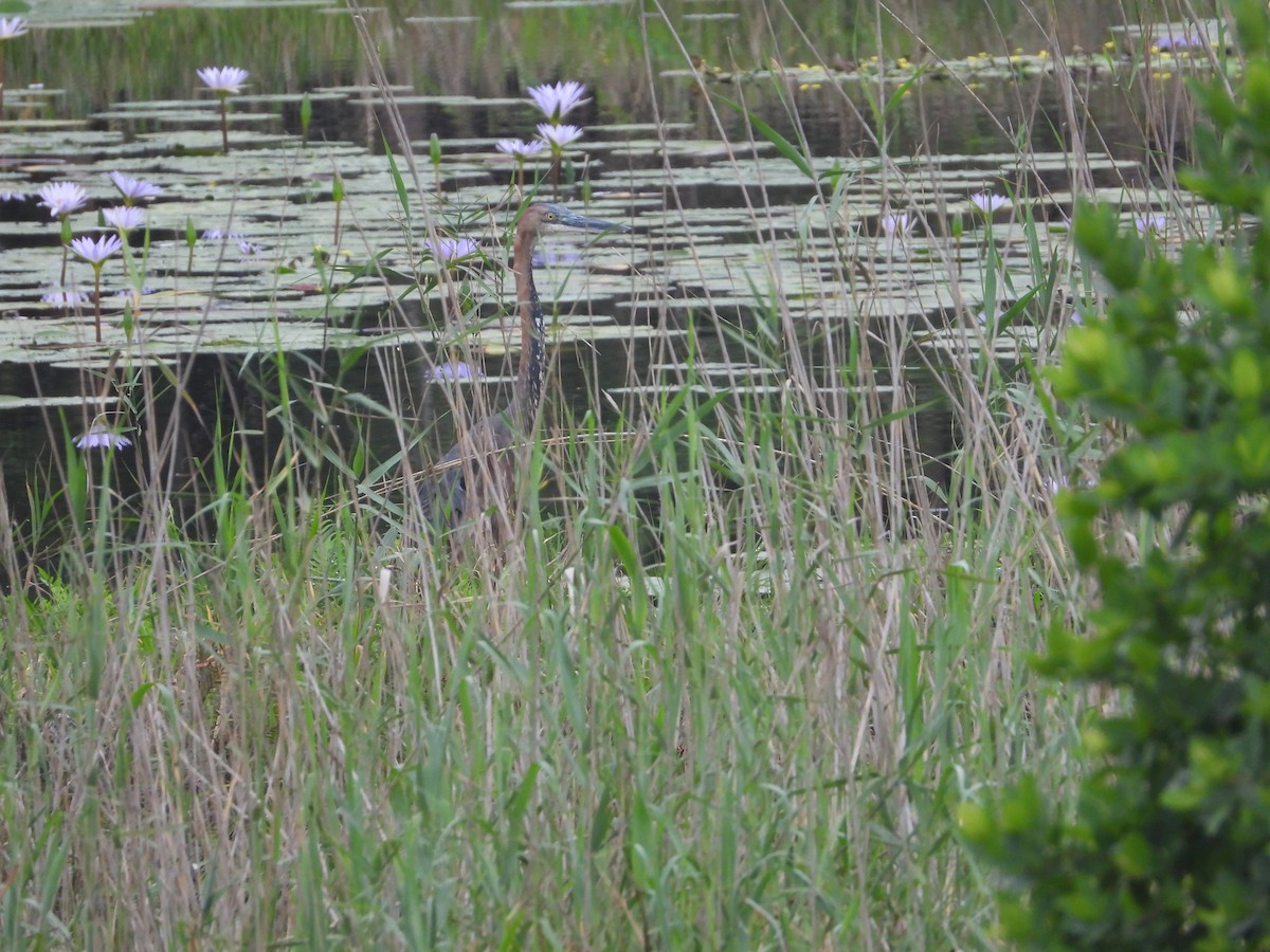 Goliath Heron - ML627970393