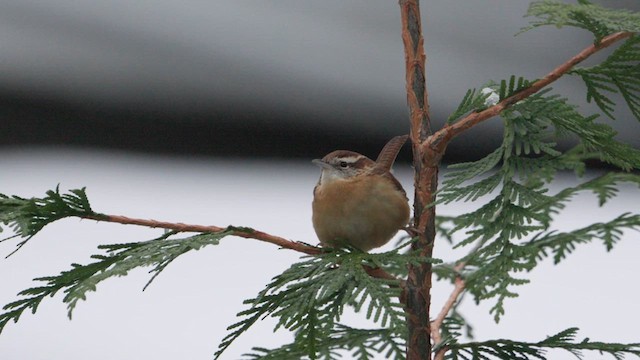 Carolina Wren - ML627970416