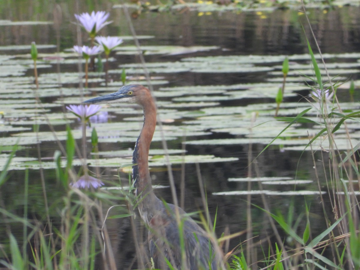 Goliath Heron - ML627970500