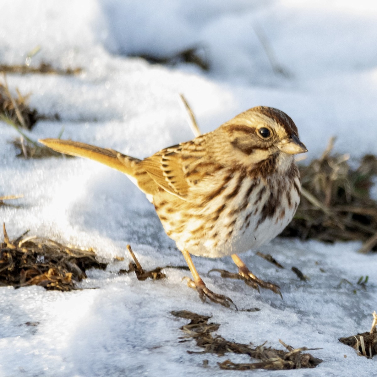 Song Sparrow - ML627970578