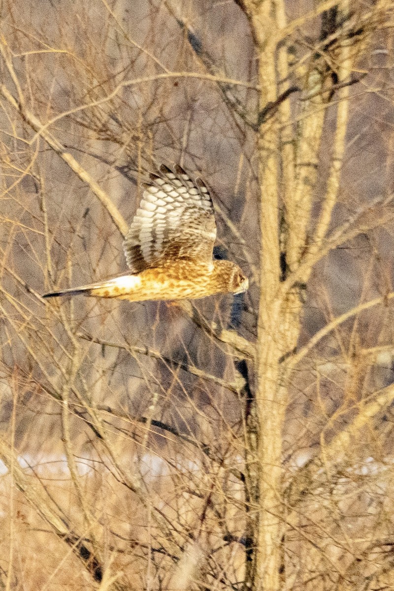 Northern Harrier - ML627970587